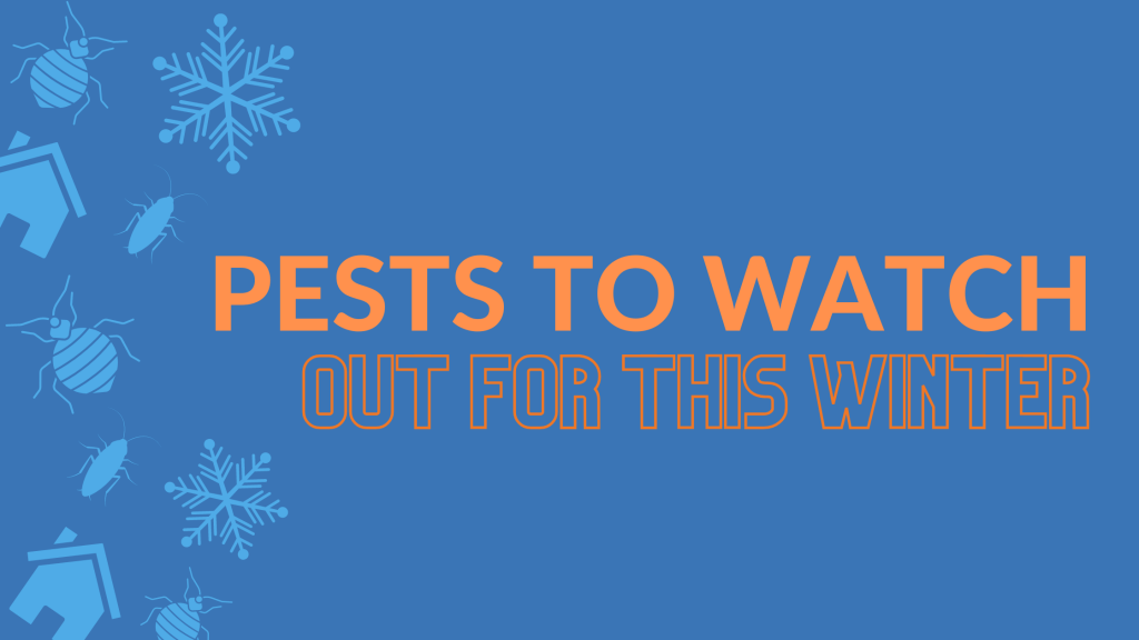 Pests To Watch Out For During The Winter Months