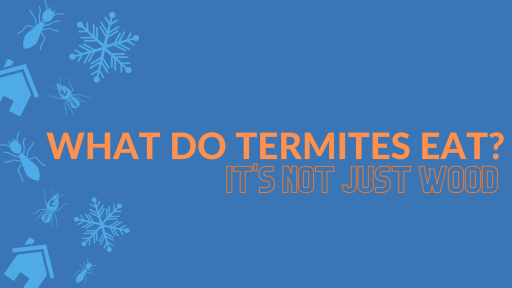 What Do Termites Eat? Hint: It's Not Just Wood