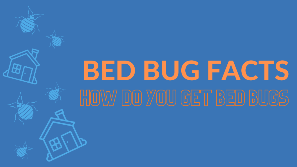How do you get bed bugs