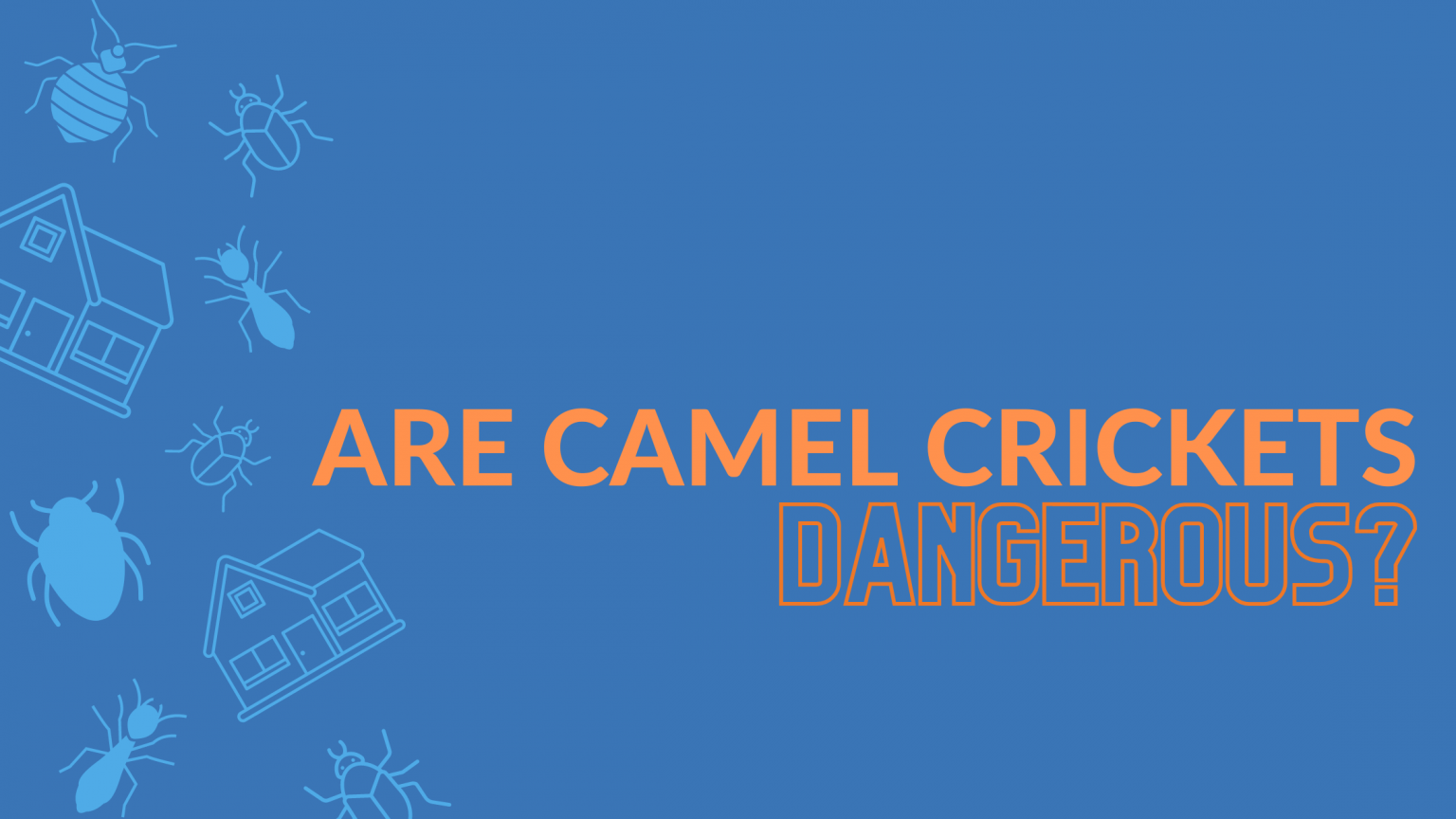 Are camel crickets dangerous to humans? - go2-pros