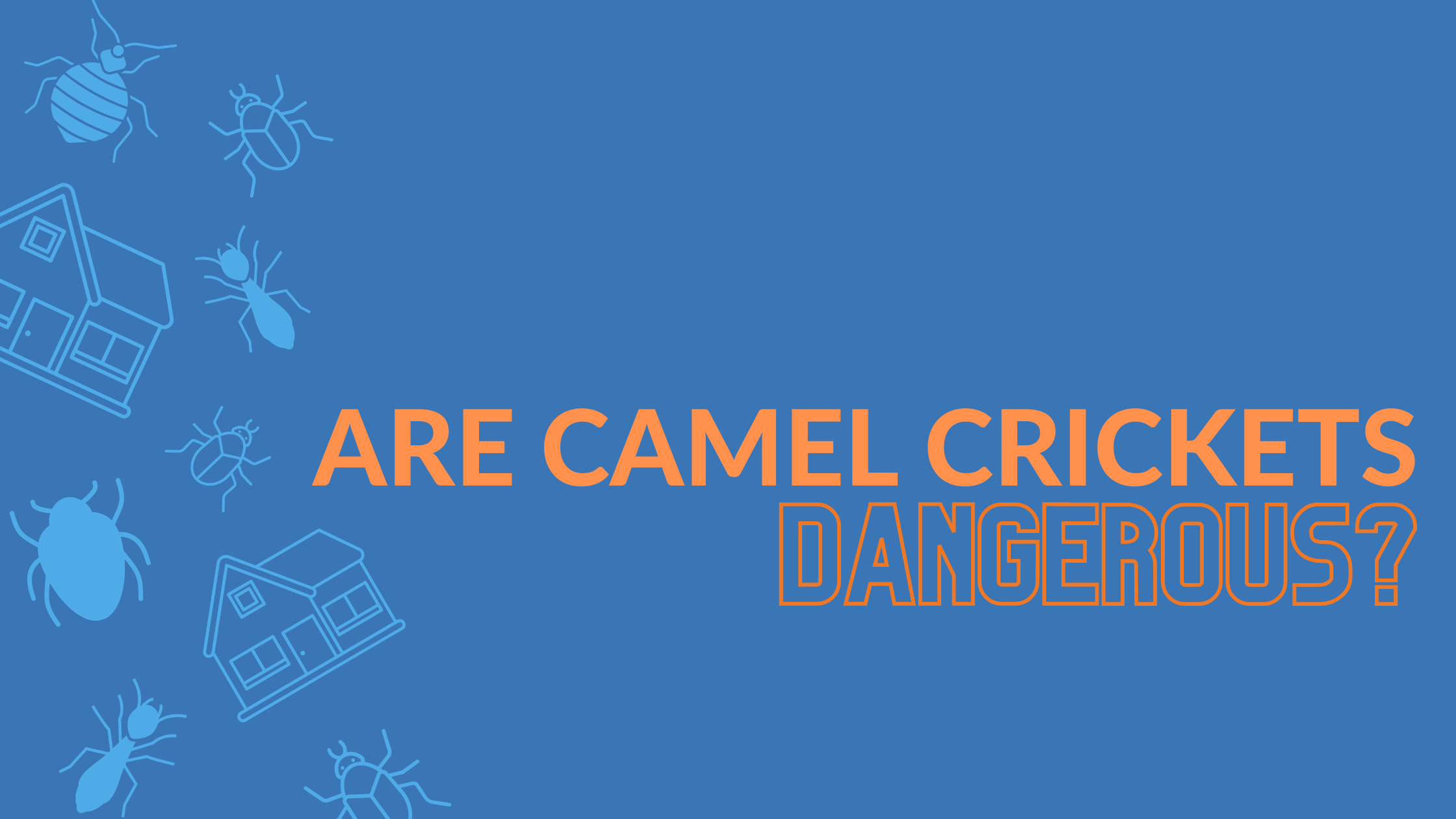 Are camel crickets dangerous to humans? - go2-pros