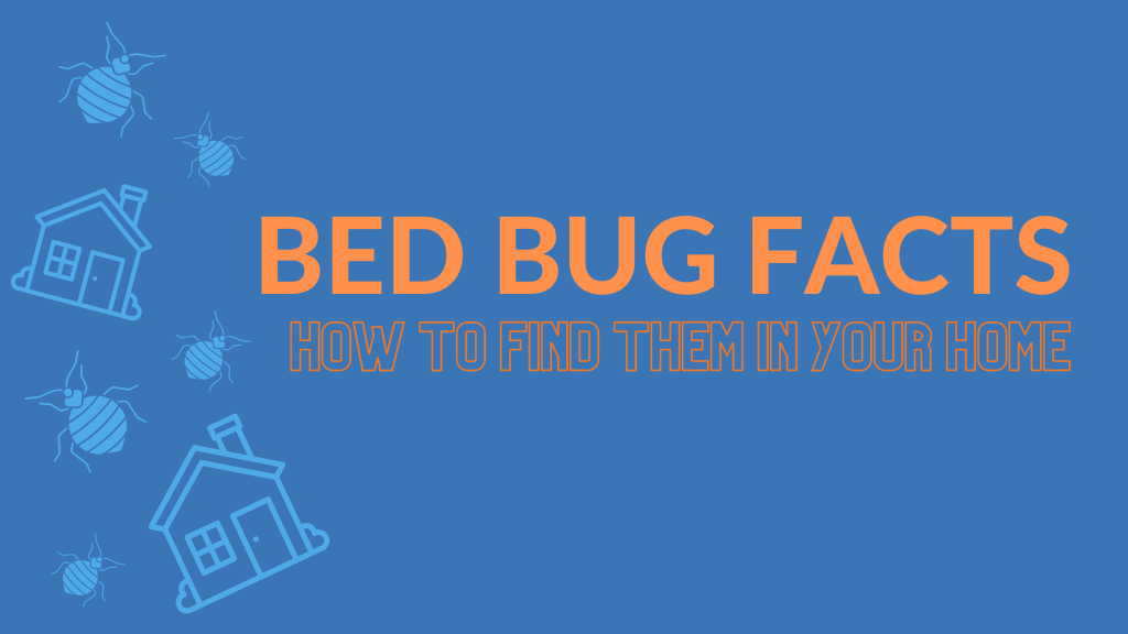 Identify Bed Bugs In Your Home