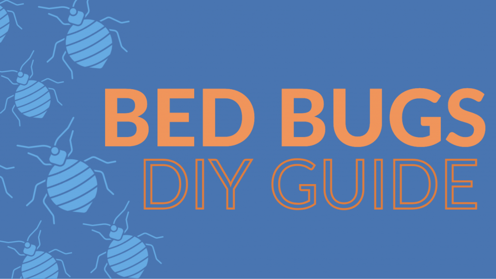  bed bug diy guide