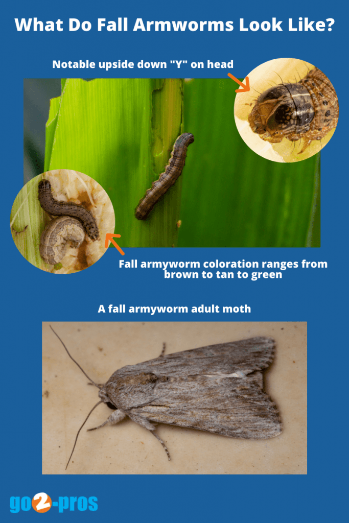 what fall armyworms look like