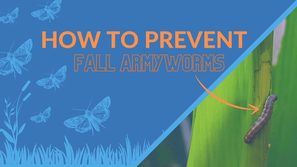 how to prevent fall armyworms