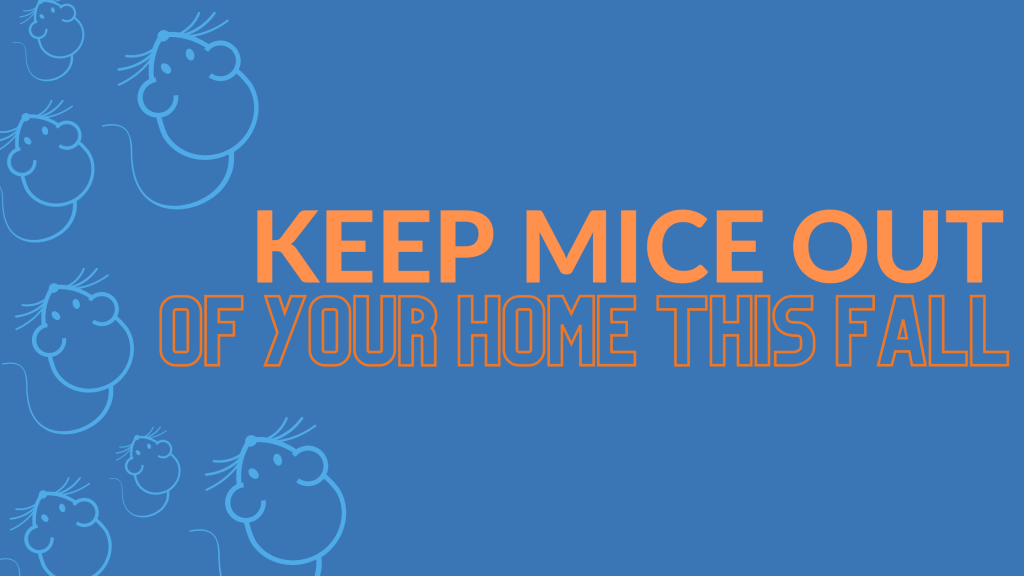 Keep Mice Out Of Your Home This Fall