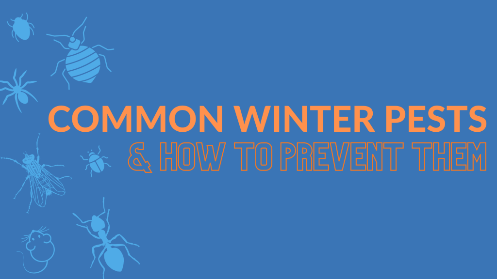 Common Winter Pests & How To Prevent Them
