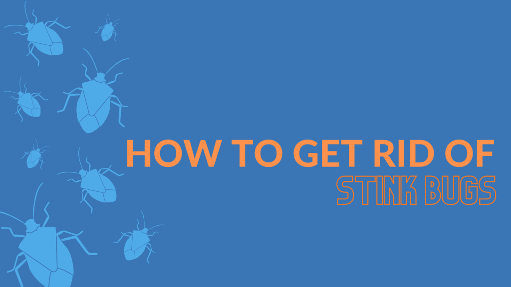 How To Get Rid of Stink Bugs