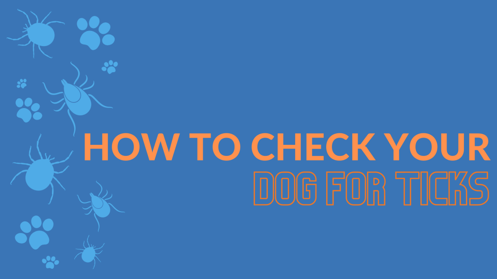 how to check your dog for ticks