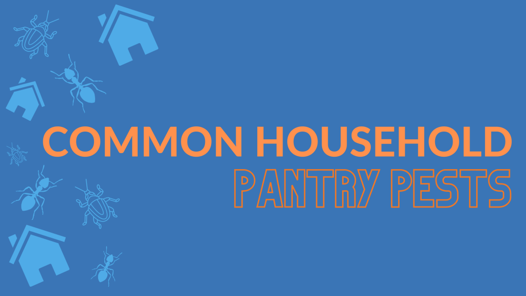 common household pantry pests
