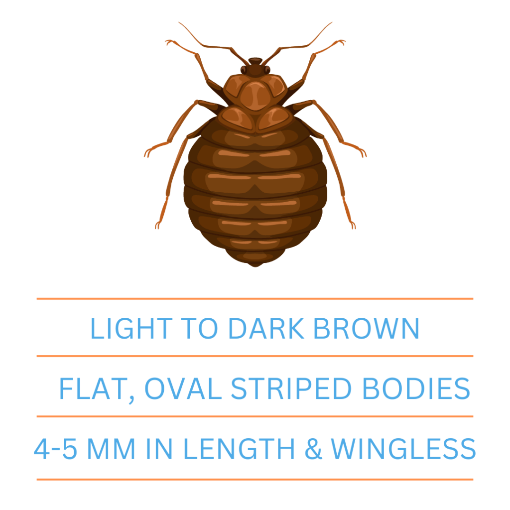 bed bug treatment graphic