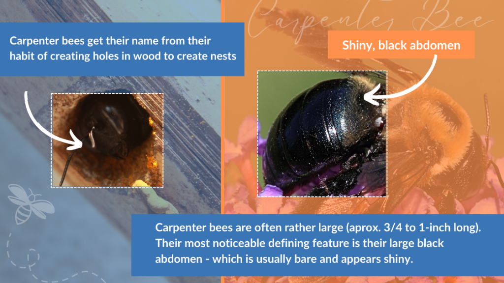 Blog post image showing a carpenter bee peeking out of a hole it's made in wood and the notable shiny black abdomen that carpenter bees have.