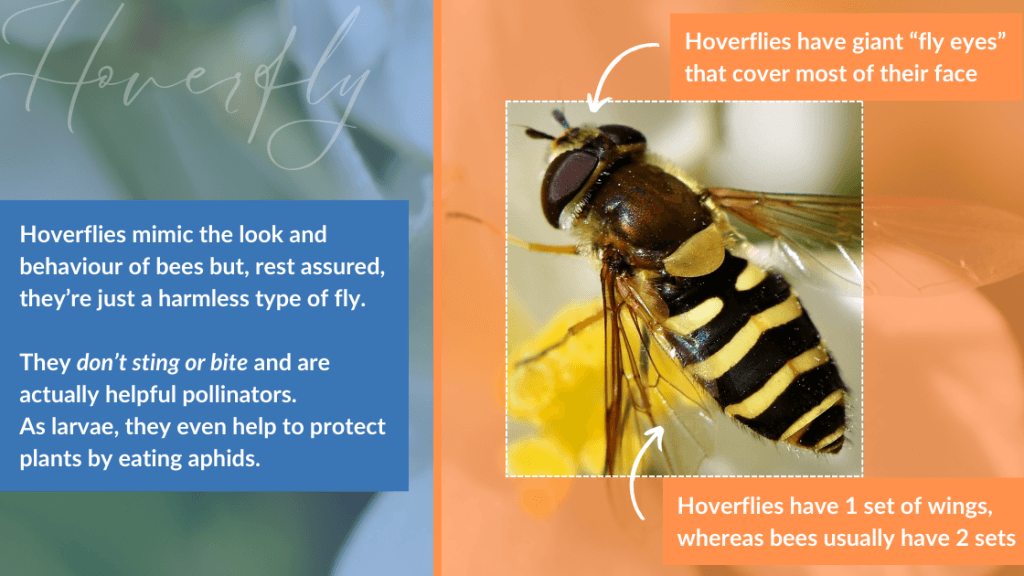 Hoverflies are harmless black and yellow striped insects 