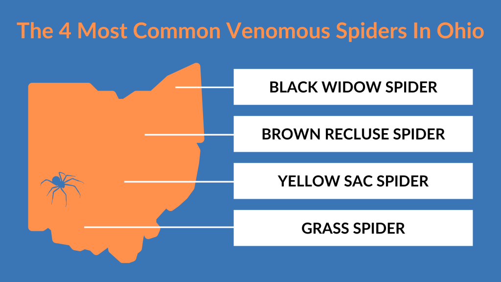 graphic showing the state of ohio with a spider on the city of dayton. text reads the 4 most common venomous spiders in Ohio, which include the black widow spider, brown recluse spider, yellow sac spider, and grass spider