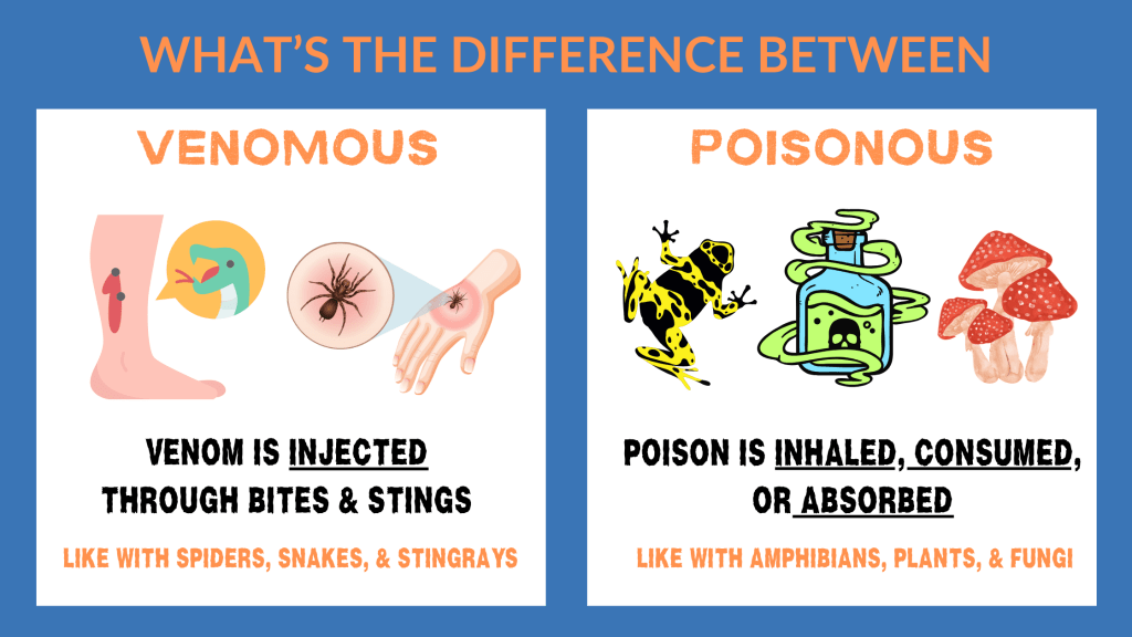 graphic showing the difference between venomous and poisonous. the venom side (left) shows 2 pictures, one of a leg bitten by a snake and another picture of a hand bitten by a spider. the text reads - venom is injected through bites and stings, like with spiders, snakes, and stingrays. the poison side (right) shows 3  pictures, a poison dart frog, a vial of poison with skull and crossbones, and mushrooms. The text reads poison is inhaled, consumed, or absorbed like with amphibians, plants, and fungi