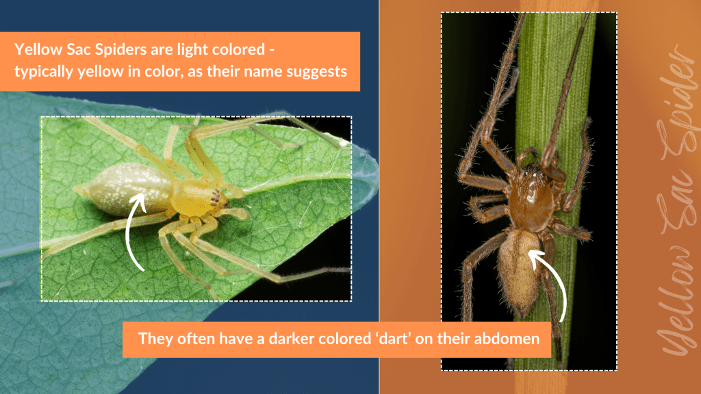 The left side of the image shows a pale yellow sac spider and the right side of the image shows a darker yellow yellow sac spider. The text reads yellow sac spiders are light colored, typically yellow in color, as their name suggests. They often have a darker colored dart on their abdomen.