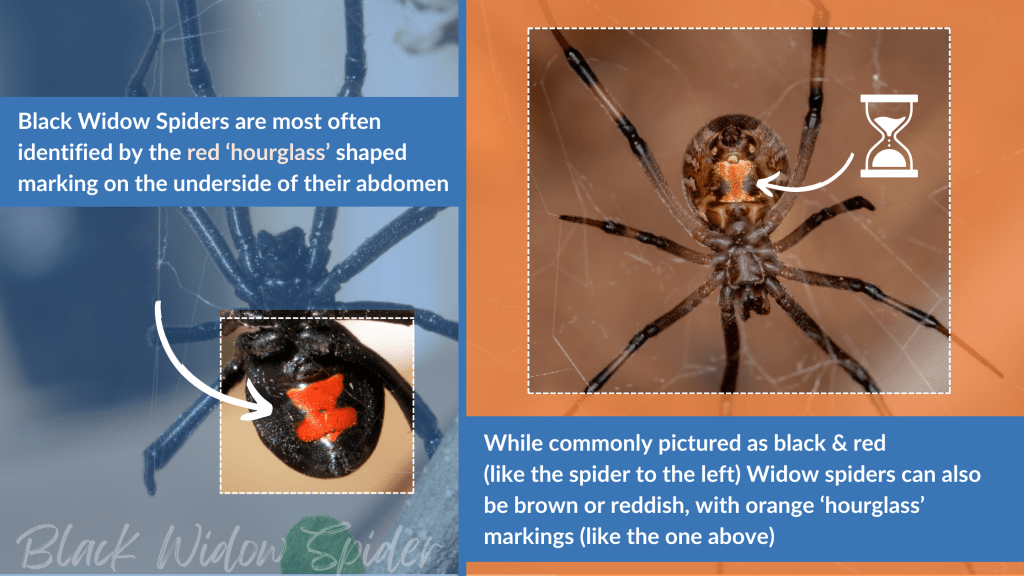 The left side of the image shows a black black widow spider with a red hourglass marking with the following text: Black widow spiders are most often identified by the red hourglass shaped marking on the underside of their abdomen. The left side of the image shows a picture of a brown brown widow spider with an orange hourglass marking and the following text: While commonly pictured as black and red, widow spiders can also be brown or reddish with orange hourglass markings. 